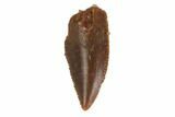 Serrated, Raptor Tooth - Real Dinosaur Tooth #144612-1